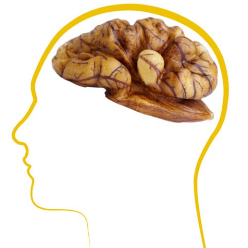 Why Walnut Resembles the Brain, By Dr. Fatemeh Aghanasiri