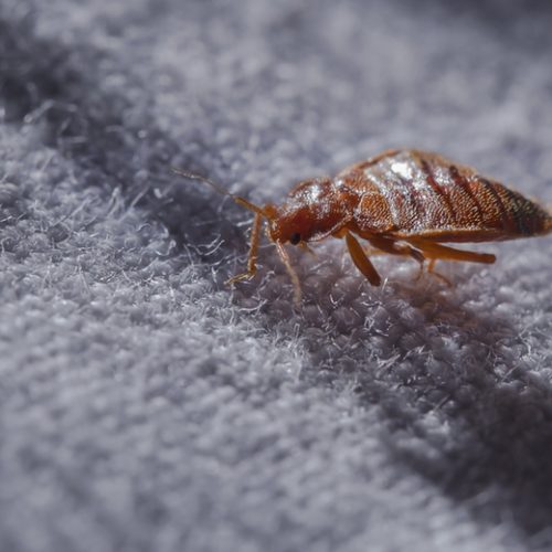What is the Bed Bug and how we should prevent against it ? By Dr. Fatemeh Aghanasiri