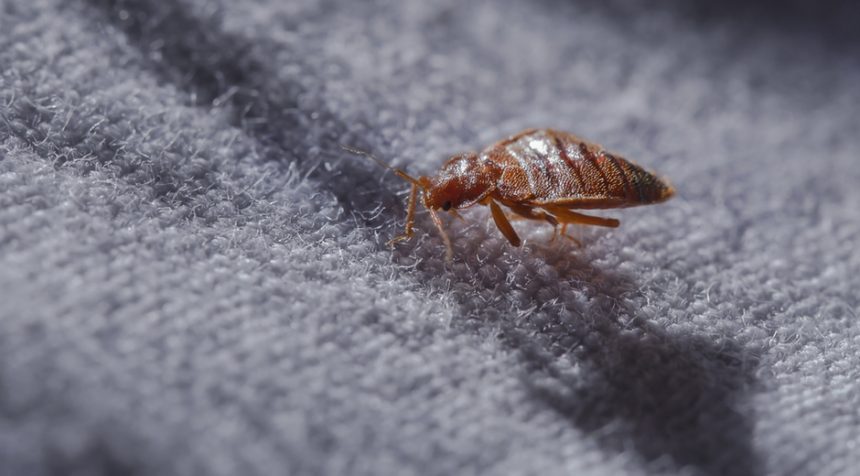 What is the Bed Bug and how we should prevent against it ? By Dr. Fatemeh Aghanasiri